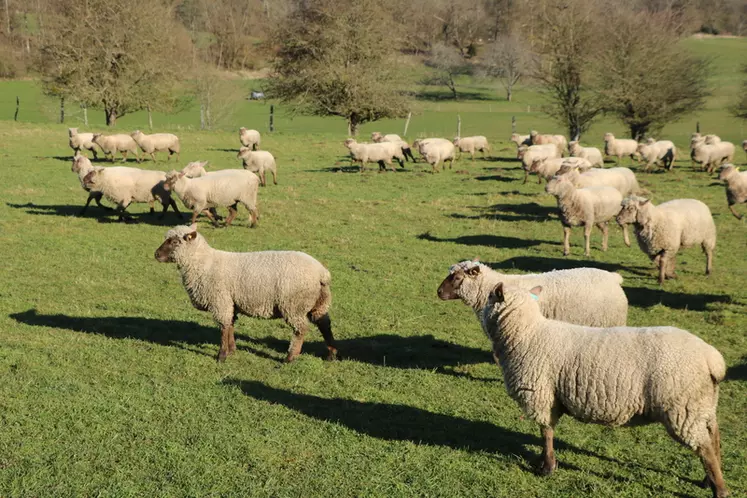 Selon les simulations présentées par Hélène Fuchey de l’Institut de l’élevage, les impacts de la PAC 2023-2027 sur les élevages ovins sont plutôt négatifs pour les allaitants et quasiment à l’équilibre pour les laitiers.