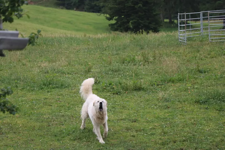 La présence de chiens de protection à proximité des chemins de randonnées peuvent mener à des conflits entre usagers. Le berger et le propriétaire doivent avoir le contrôle des chiens.