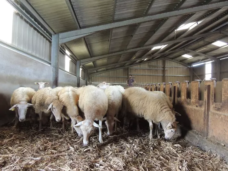 Alimentation du troupeau autant que possible avec une alimentation produite sur l’exploitation, pâturage ou encore allaitement des agneaux... 29 questions sont proposées aux éleveurs.