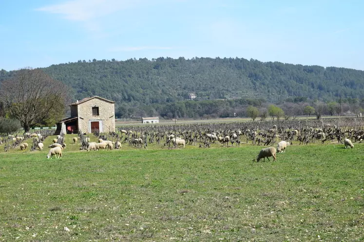 Viticulture et pastoralisme vont bien ensemble, les ovins remplaçant un recours à la mécanisation ou aux herbicides et profitant de cette ressource fourragère complémentaire.