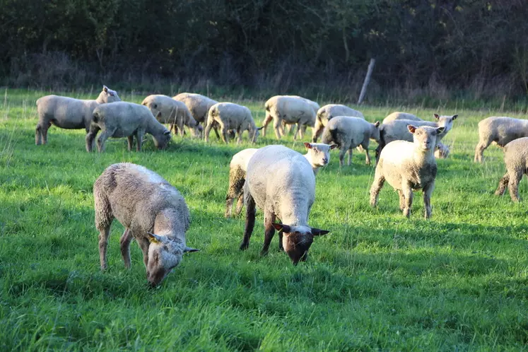 L’éleveur privilégie toujours les agneaux et peut leur consacrer 80 hectares et parquer les brebis sur un paddock ou en bâtiment avec un peu de foin moyen.