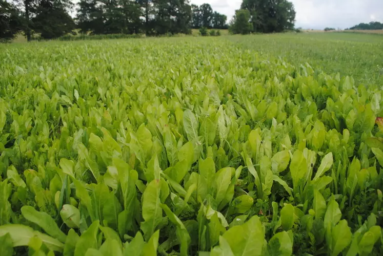 La chicorée, une plante exclusivement destinée au pâturage.