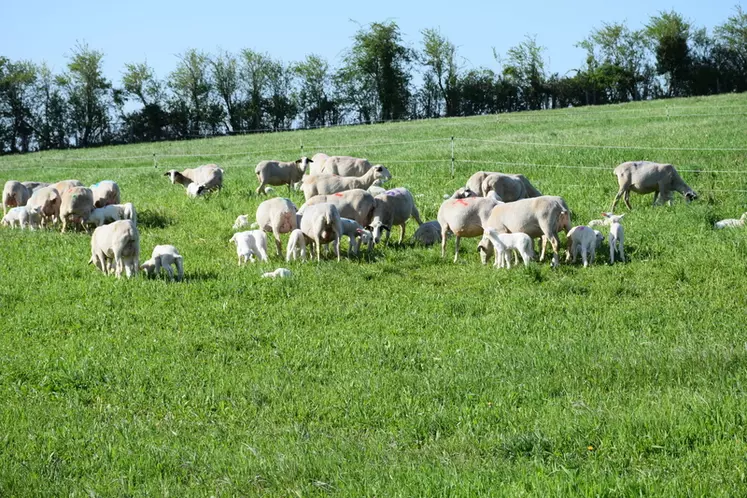 troupeau de brebis avec agneau au pâturage
