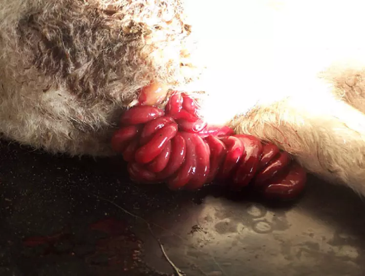 3 - intestins extériorisés par une hernie ombilicale © P. Autef