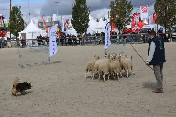 L'Institut de l'élevage a mis en place un concours de chien de conduite, très suivi par les visiteurs. © B. Morel
