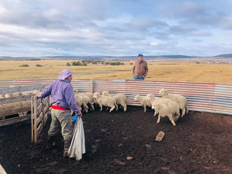 Les moutons sont la plupart du temps livrés à eux-mêmes en Patagonie. Ce n'est qu'à l'occasion de la señalada qu'ils sont regroupés pour être comptés, traités, ...