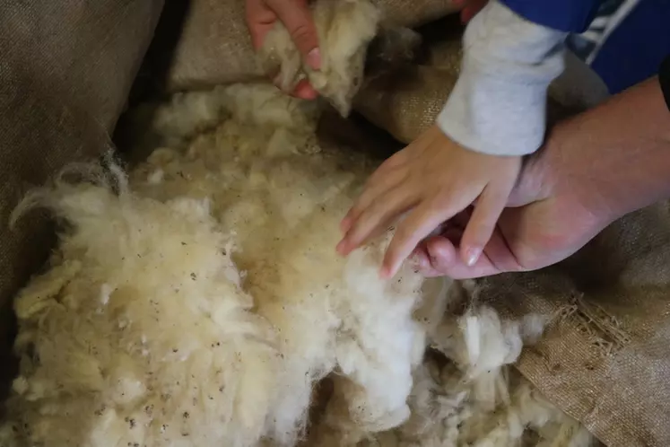 Les porteurs de projet autour de la laine en Normandie, Hauts-de-France et Grand Est peuvent candidater à l'AMI autour des fibres naturelles.