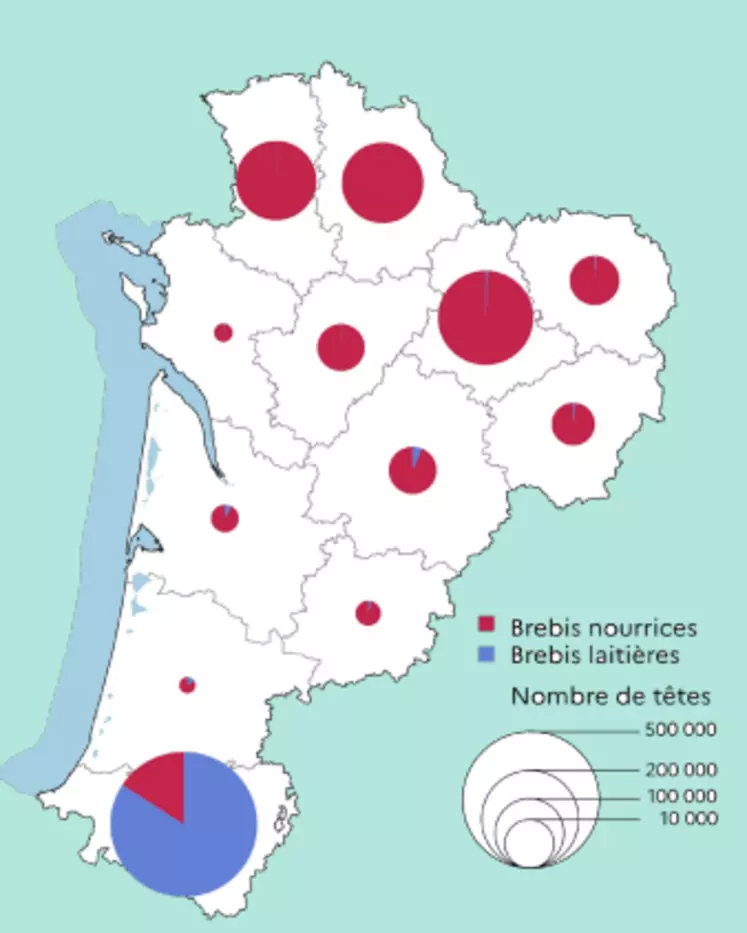 Nouvelle-Aquitaine est la première région en nombre d'ovins viande et la deuxième en nombre de brebis laitières.