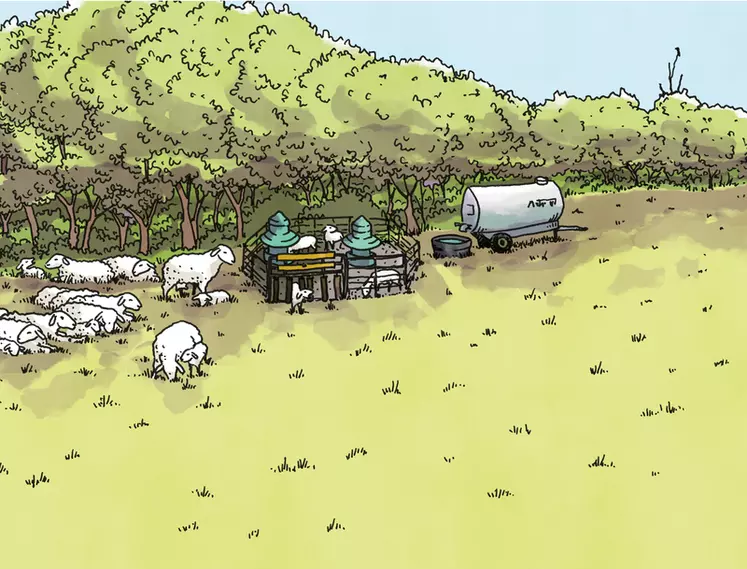 Dessin disposition nourrisseurs dans une prairie pour les agneaux au pâturage 