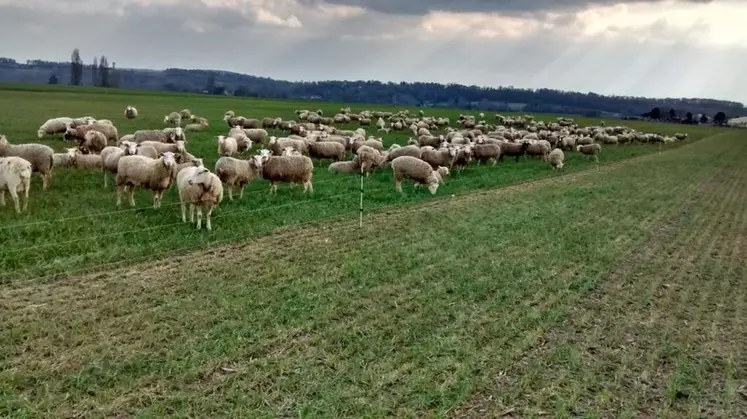 Le pâturage des blés et des colzas oléagineux peut impliquer d'apporter un complément de fourrages.