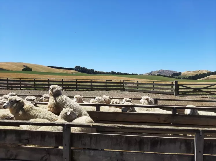 <p>Les ovins viande vont permettre de valoriser les terres les plus pauvres de Nouvelle-Zélande, à savoir celles qui se trouvent en collines.</p>