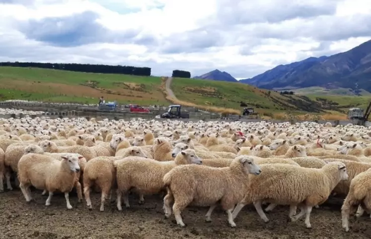 <p>En moyenne les exploitations ovines de Nouvelle-Zélande comptent autour de 270 ha de prairies.</p>