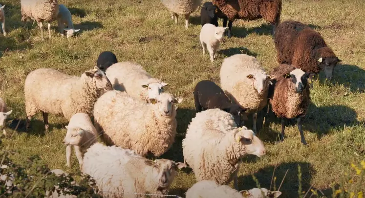 moutons de belle île, race locale récompensée en 2021