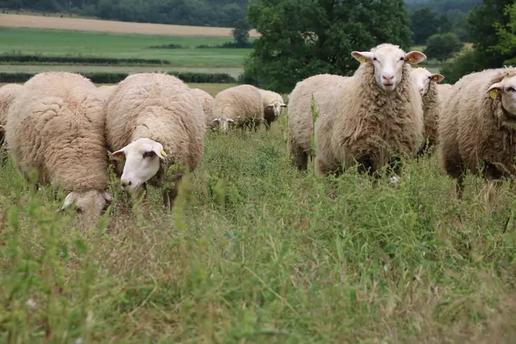 La Blanche des Causses, ou F1 46, est le fruit du croisement entre une brebis Causses du Lot et un bélier Île de France. Elle permet de produire des agneaux mieux ...