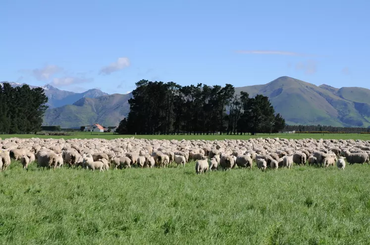 En Nouvelle-Zélande, l’identification électronique des petits ruminants non obligatoire et l’absence de connectivité freinent le déploiement des technologies.