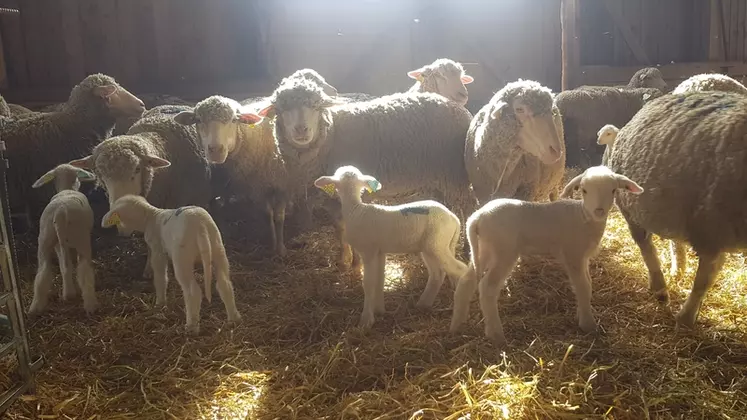 Brebis et agneau leur bergerie, sur aire paillée