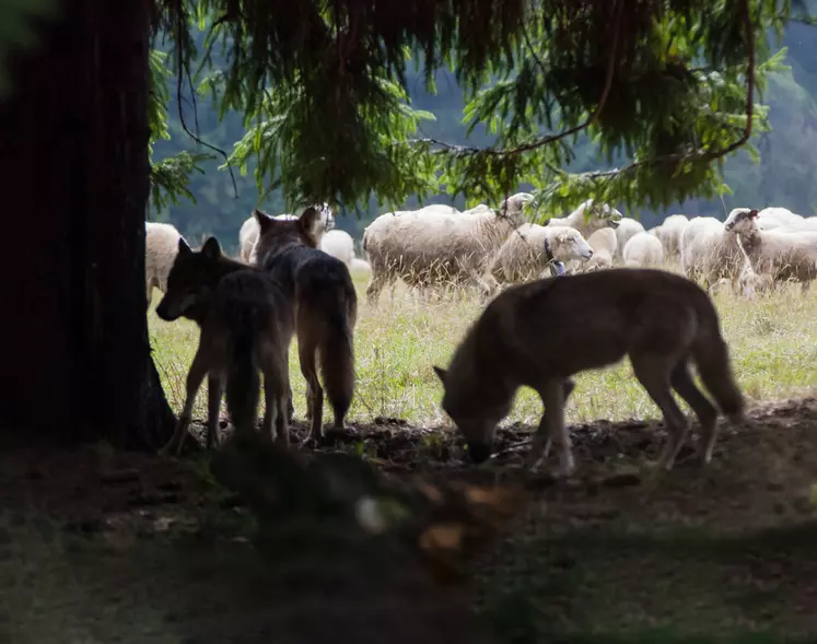 Loups à proximité d'un troupeau de brebis