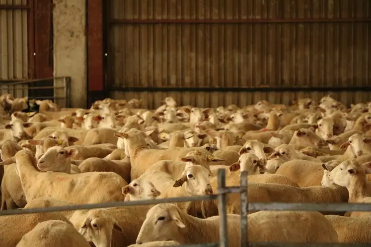 Le cheptel ovin espagnol s'élève à 14 millions de têtes et 1,5 million est exporté chaque année en vif.