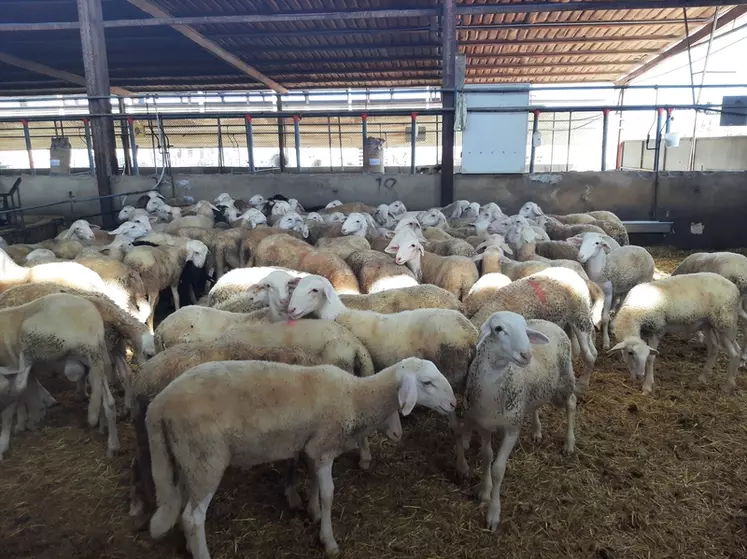 Les élevages ovins espagnols ont été touchés par plusieurs épizooties, entraînant abattage de troupeaux et fermeture de certains débouchés à l'export.