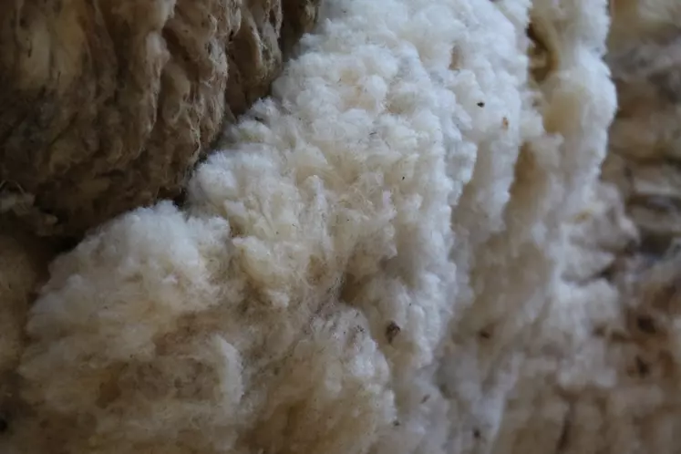 La laine est un matériau aux nombreuses qualités. Résistante, renouvelable, elle passionne et de nombreuses personnes souhaiteraient voir un redémarrage de la filière.