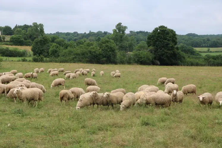 Les agnelles ont passé leur premier été en transhumance et sont arrivées sur l'exploitaiton de William Laval prêtes pour la lutte, vaccinées, déparasitées et en état.