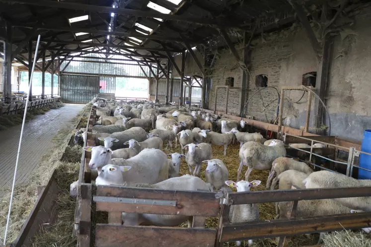 Outre la diversification des revenus par la vente d'agnelles reproductrices et de d'agneaux de boucherie, Xavier Marchand tente de limiter le coût alimentaire de ces ...