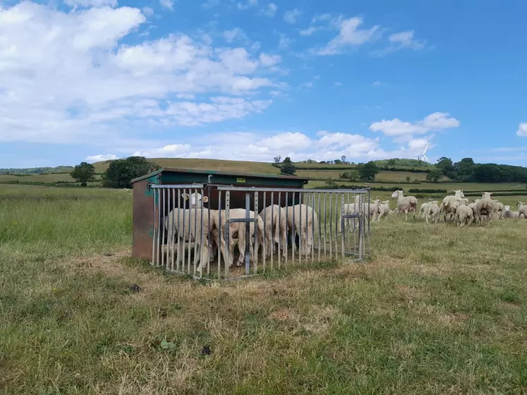Brebis et agneaux sur les prairies naturelles de l'exploitation de Vincent Bizouard, située à Arconcey, en Côte-d'Or.