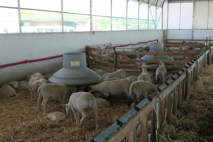 Grâce au calibrage des rations, Vincent Bizouard parvient à économiser jusqu'à 8 euros par agneau et 5 euros par brebis.
