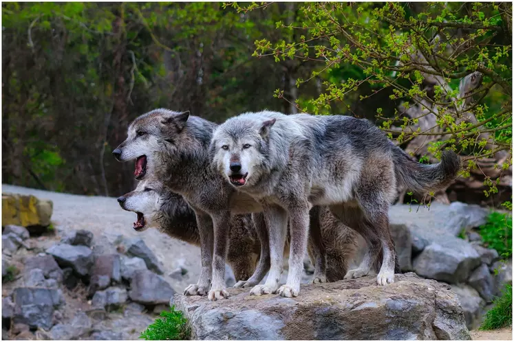 Trois loups