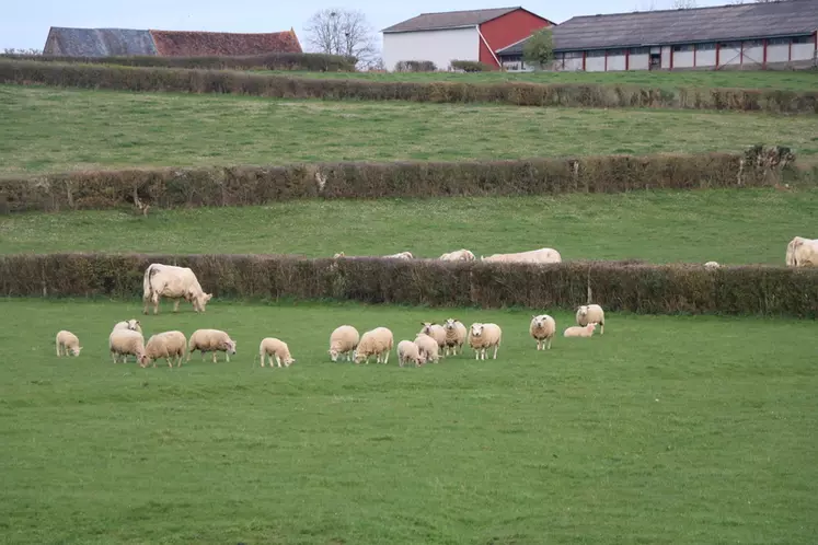 La mixité ovin-bovin au pâturage permet de mieux valoriser la ressource en herbe sur pied et limite le temps en bergerie pour les brebis.