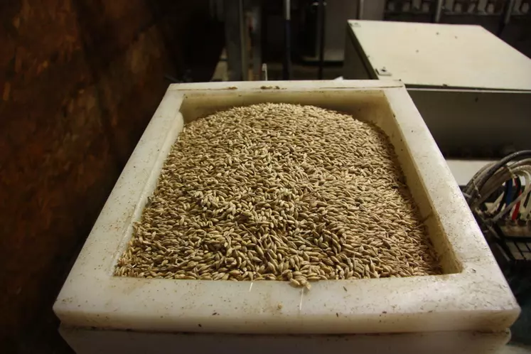 Parmi les céréales qui peuvent être distribuées aux brebis, l'avoine est la moins énergétique et n'est pas acidogène.