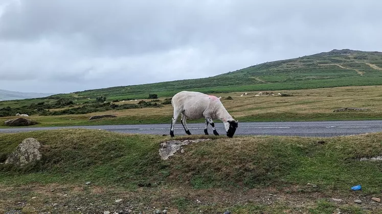 Le Dartmoor est une région montagneuse du centre du Devon, en Angleterre. Ses paysages rudes de landes et les affleurements de granit sont propices au pastoralisme ovin, ...