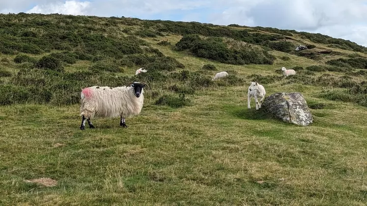 Les brebis rustiques paissent les parcours toute l’année alors que les agneaux les quittent au début de l’automne.