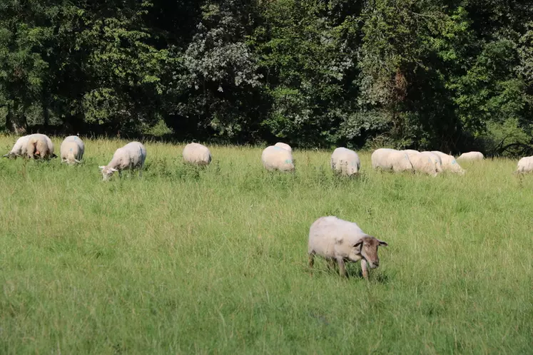 L'impantation de haies a de nombreuses aménités positives : stockage du carbone, production de plaquettes et de bois énergie et éventuellement de fruits, confort des ...