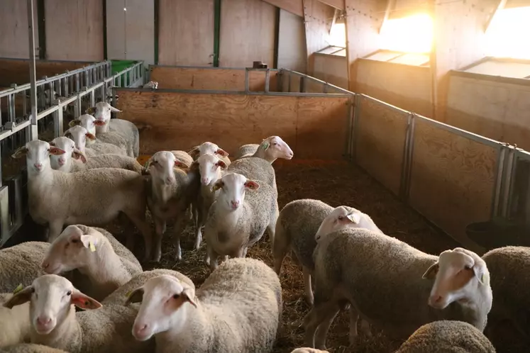 Choisir les animaux les plus performants est un levier environnemental car ceux-ci produiront plus pour un même niveau d'émissions de GES.