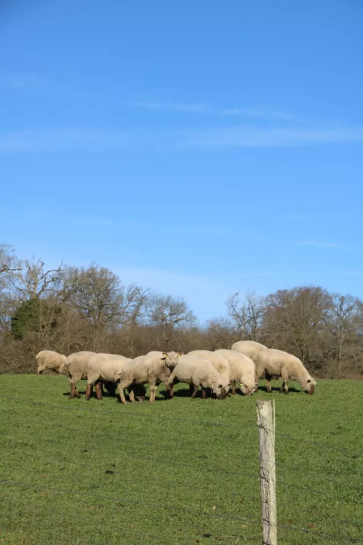 Améliorer la performance environnementale de l'élevage ovin lait et viande est l'objectif du programme Life Green Sheep.