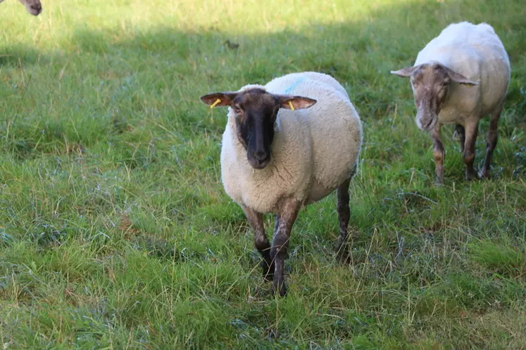La production de viande ovine se dote de références qualitatives et quantitatives quant à son empreinte carbone.