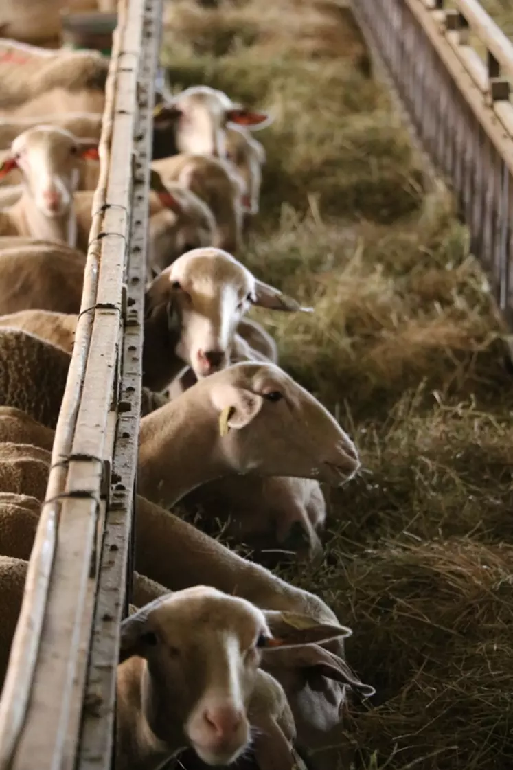 Améliorer l'autonomie protéique, optimiser la reproduction et les performances zootechniques sont des leviers pour réduire l'impact carbone de l'élevage ovin.