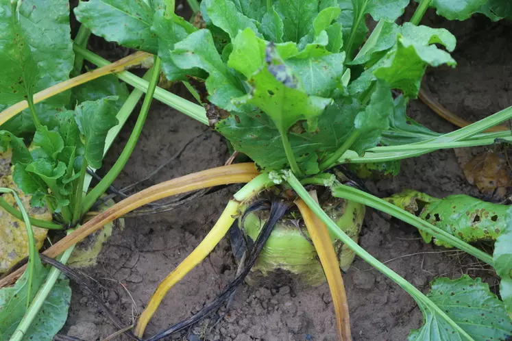 La betterave fourragère présente des qualités intéressantes dans la ration et au niveau de la conduite agronomique.