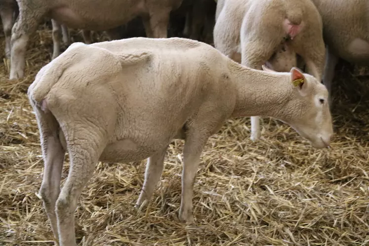 Les mamelles, l'âge et la productivité sont les principales causes de réforme en élevage ovin allaitant.