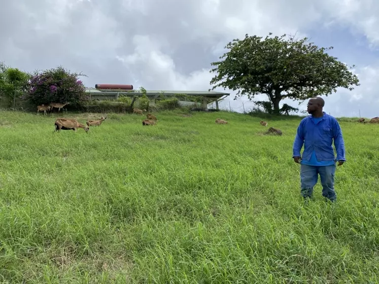 éleveur ovin de Martinique sur sa pâture