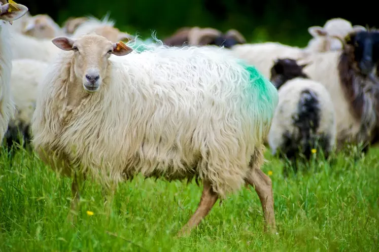 Les races ovines laitières des Pyrénées-Atlantiques ont été les premières à souffrir de la résistance aux anthelminthiques.