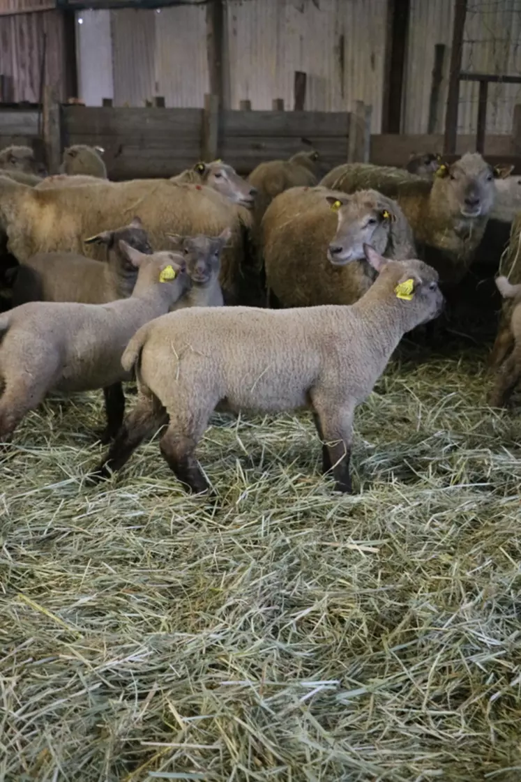 Une litière sèche et la limitation de l'humidité dans le bâtiment permettent de limiter l'apparition de forme clinique de la coccidiose sur les agneaux.
