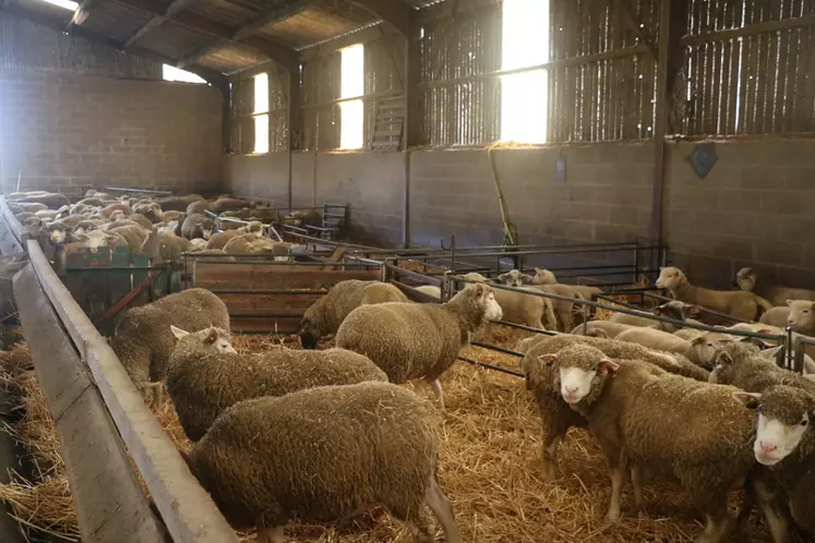 Les brebis qui reçoivent une ration cohérente avec leurs besoins en fin de gestation agnèlent plus facilement et font des agneaux plus vigoureux dès la naissance que les ...