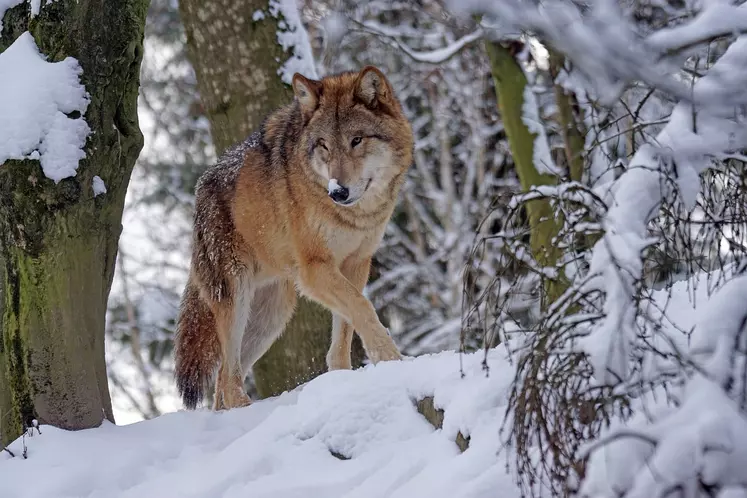 Loup rôdant dans la neige.