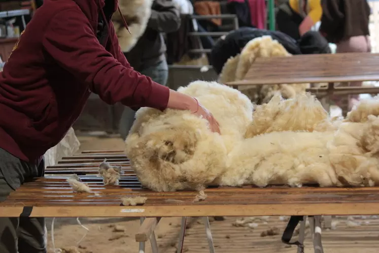 La laine plus ou moins foncée est vendue à une matelassière, qui en transforme une partie (pelotes, semelles, plaids...) pour une mise en vente au marché de la ferme. 