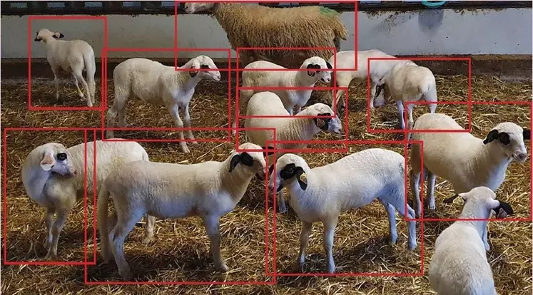 Couplées à des algorithmes, les caméras de surveillance pourront analyser le comportement des animaux. 