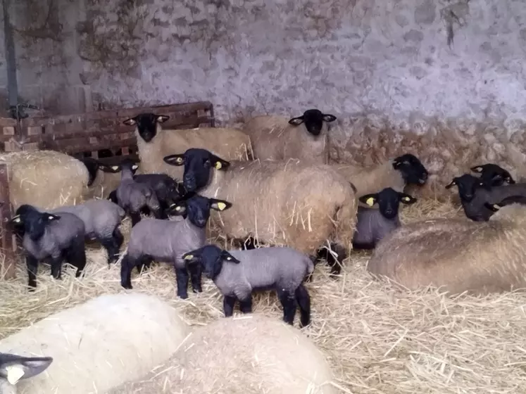 Baptiste Soulat porte une attention particulière à la ration de ses agneaux reproducteurs.