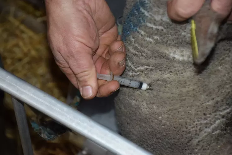 Un éleveur administre le vaccin à une brebis.