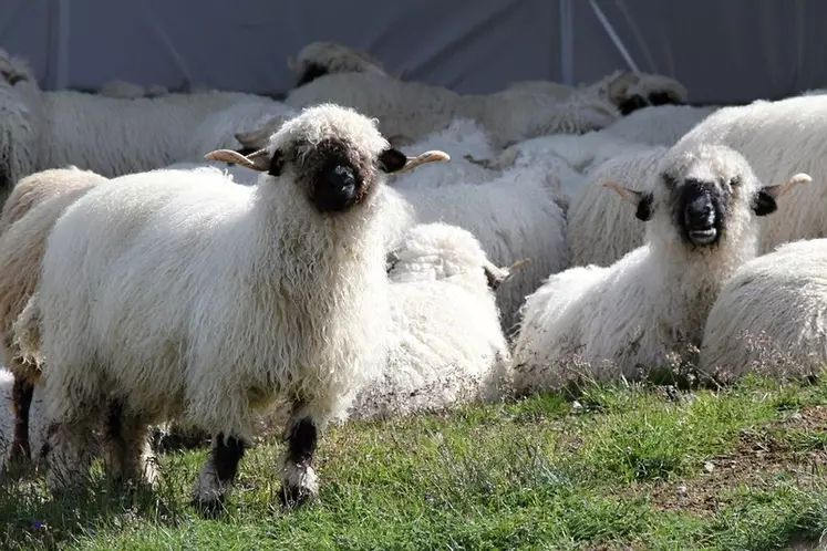 Mouton nez noir du Valais